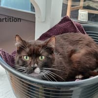 Partition, chat à adopter