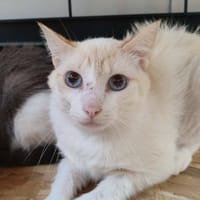 HALLOUMI QCT, chat à adopter