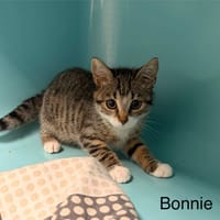 Bonnie, chatte à adopter