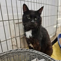 Bowie, chat à adopter