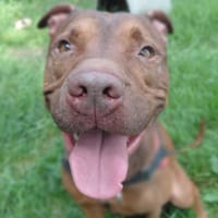 COOPER, chien à adopter