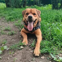 BADABOUM, chien à adopter