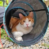 Snow, chat à adopter