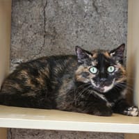 Clarisse, chatte à adopter