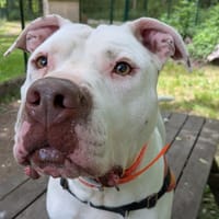 THALES, chien à adopter