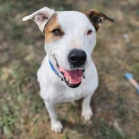 TAZ, chien à adopter