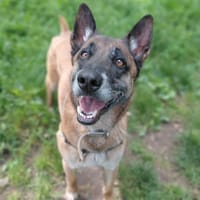 RAPTOR (réservé), chien à adopter