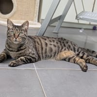 TYCHA, chatte à adopter