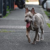 SHAGGY, chienne à adopter