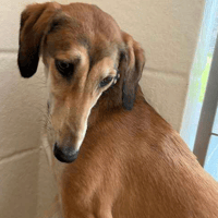 Amber, female dog to adopt
