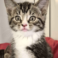 Spinach, cat to adopt