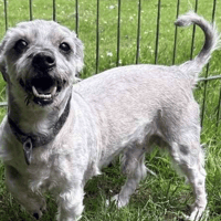 Gizmo, dog to adopt