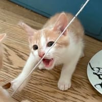 Rio, chat à adopter