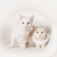 MIMI et TOTO, chat à adopter