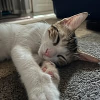RONALDO, chat à adopter