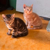 5 Chatons, chat à adopter