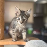 PACO, chat à adopter