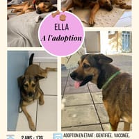 Ella, chienne à adopter