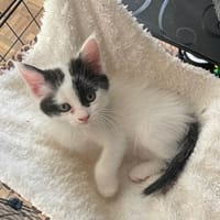 MORPHINE, chatte à adopter