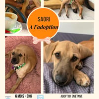 Saori, chienne à adopter