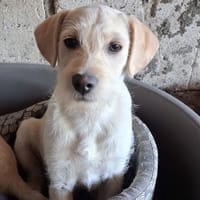 Dixy, chien à adopter