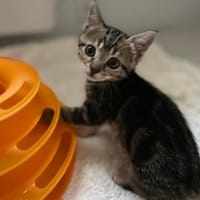EURYDICE, chatte à adopter