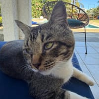Carlos, chat à adopter