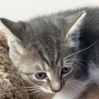 Leo, Kater zur Adoption