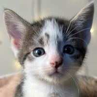 Coco, Kater zur Adoption