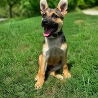 Niedliche FINJA sucht ein Zuhause, Hündin zur Adoption