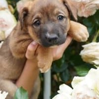Luna- Welpin sucht ihre für Menschen, Hündin zur Adoption