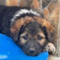 Raya sucht ihre Menschen, Hündin zur Adoption