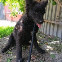 Junger Mudi-Mix BJÖRN sucht ein Zuhause, Hund zur Adoption