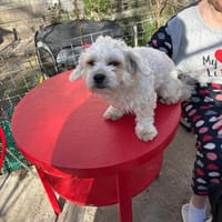 Lord sucht sein Für-immer-Zuhause, Hund zur Adoption