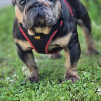 Zuhause gesucht, Hund zur Adoption