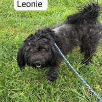 Leonie sucht ihre Familie, Hündin zur Adoption