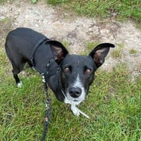 KIRA - Schatz auf 3 Beinen, Hündin zur Adoption