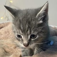 Milo, Kater zur Adoption