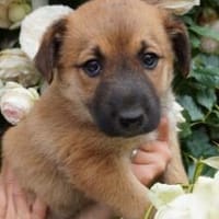 Welpe Malila - sucht ihre Menschen, Hündin zur Adoption
