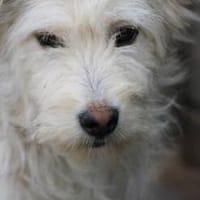 Saria - goldige Junghündin, Hündin zur Adoption