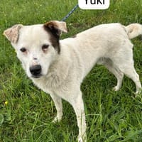 Yuki sucht sein Für-immer-Zuhause, Hund zur Adoption