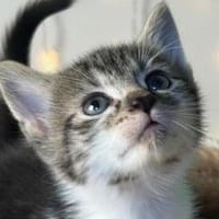 Theo, Kater zur Adoption