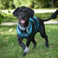 Stevie - freundliche Hündin, Hündin zur Adoption