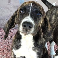 Finn u Fiete möchten die Welt entdecken, Hund zur Adoption