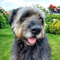 Toby - verliert sein Zuhause, Hund zur Adoption