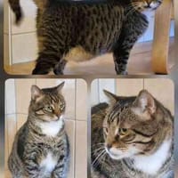 Lord netter, ruhiger  Eigenbrödler, Kater zur Adoption