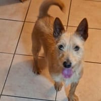 Kiko - der kleine Lausbub :-), Hund zur Adoption