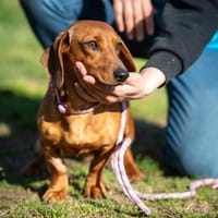 Rosemary, Hündin zur Adoption