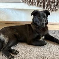 Oliver - wie eine schwarze Perle, Hund zur Adoption
