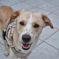 Labby Mix sucht tolle Menschen, Hund zur Adoption